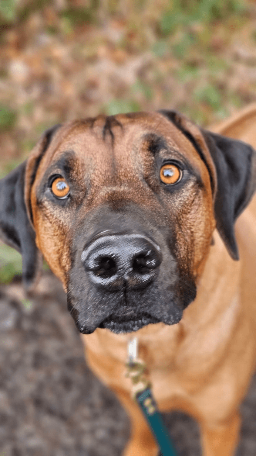 Hund im Ridgeback-Typ an der Leine, Blick direkt in die Kamera