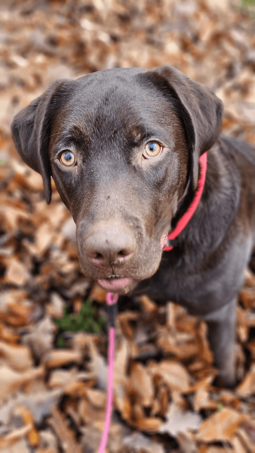 Schokoladenbrauner Hund mit rosa Leine im Herbstlaub