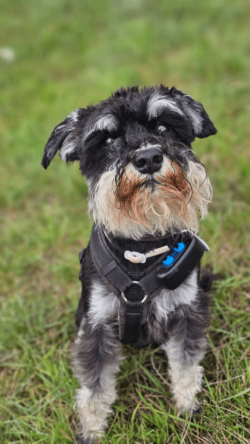 Schnauzer auf grüner Wiese mit Geschirr und GPS-Tracker