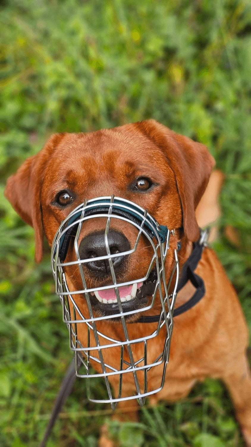 Rotbrauner Hund mit Maulkorb auf einer Wiese