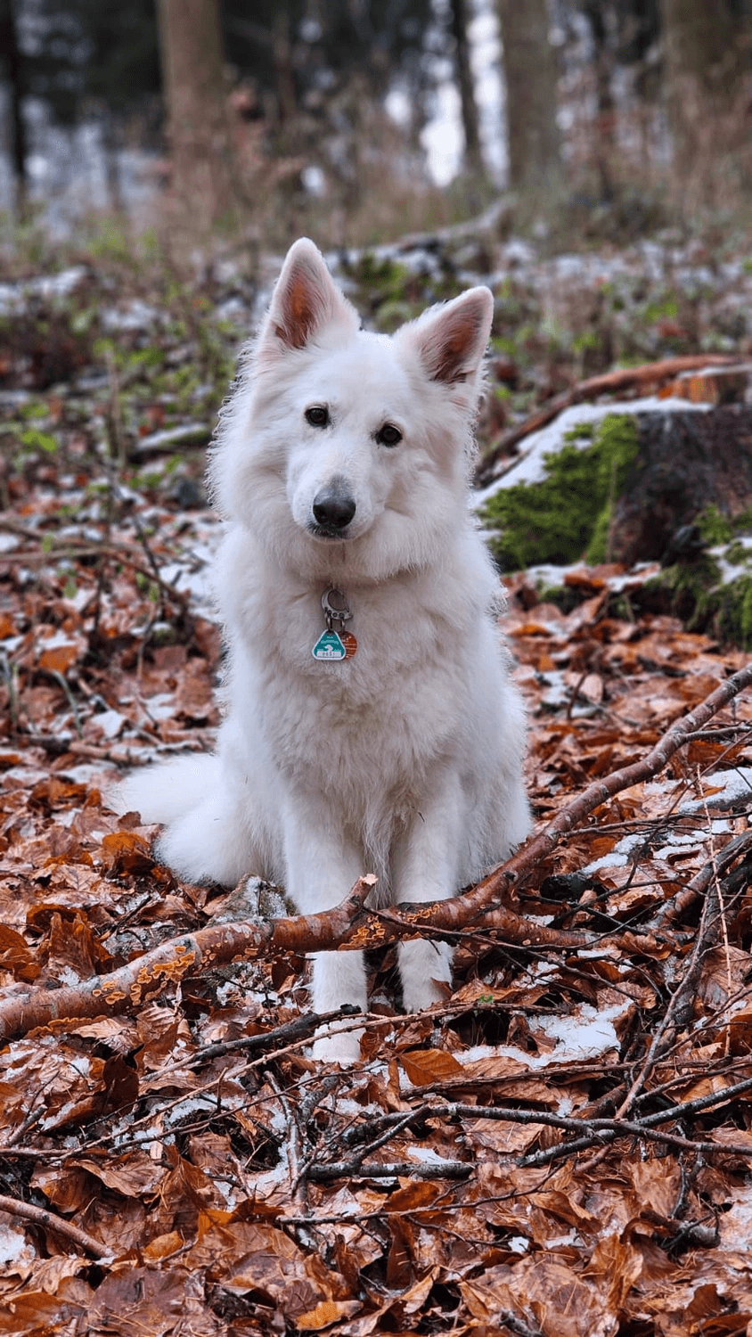 Weißer Schweizer Schäferhund sitzt im verschneiten Wald zwischen rostbraunem Laub