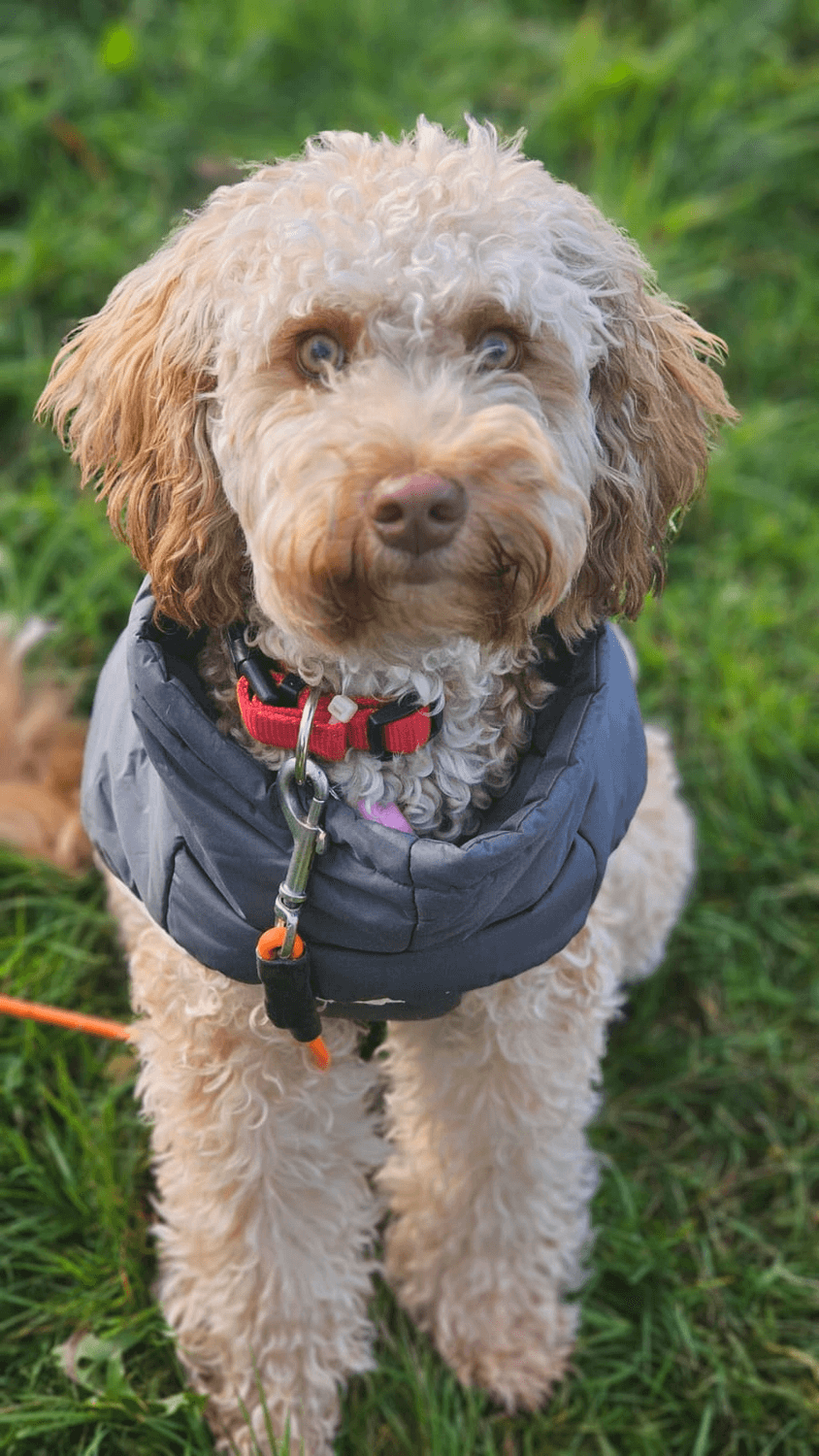 Cremefarbener Cockapoo in gefütterter Jacke im Porträt