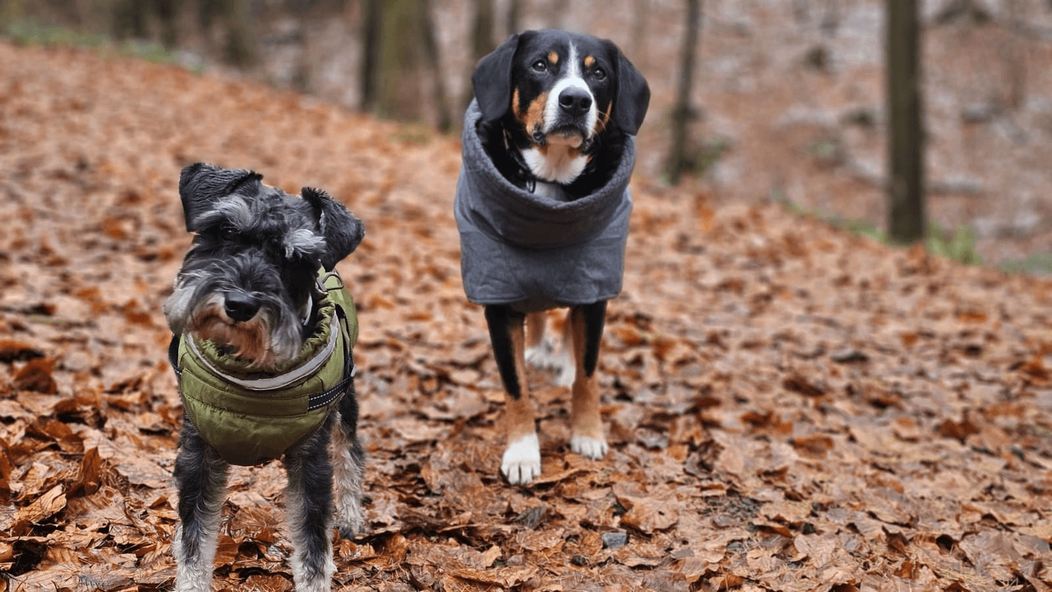 Zwei Hunde laufen nebeneinander über einen herbstlichen Waldweg