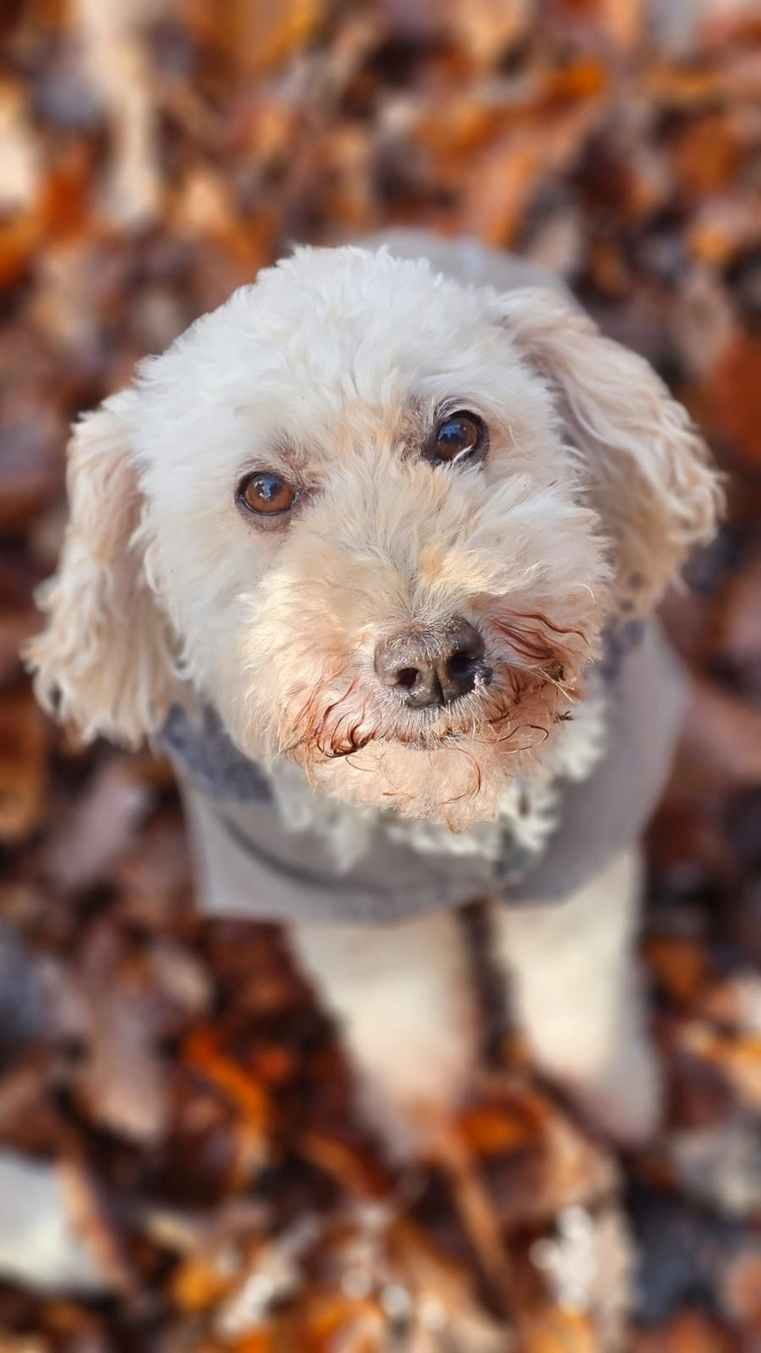 Selinas Rudelharmonie - Selina Gardow