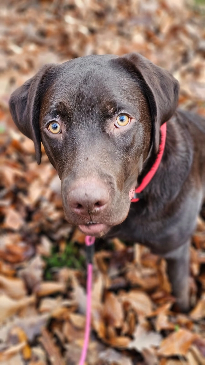 Hunde - Selinas Rudelharmonie