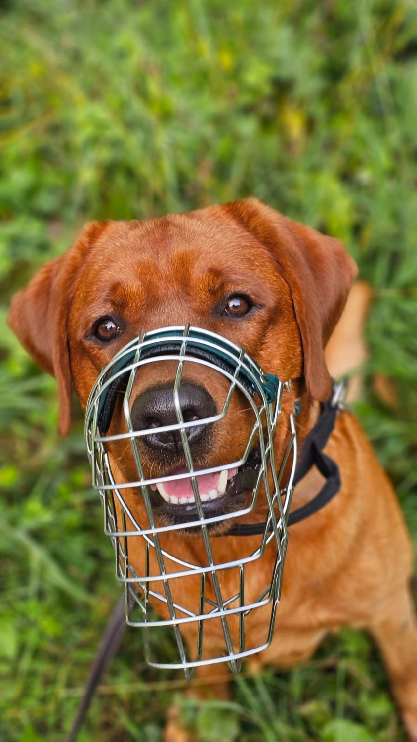 Hunde - Selinas Rudelharmonie