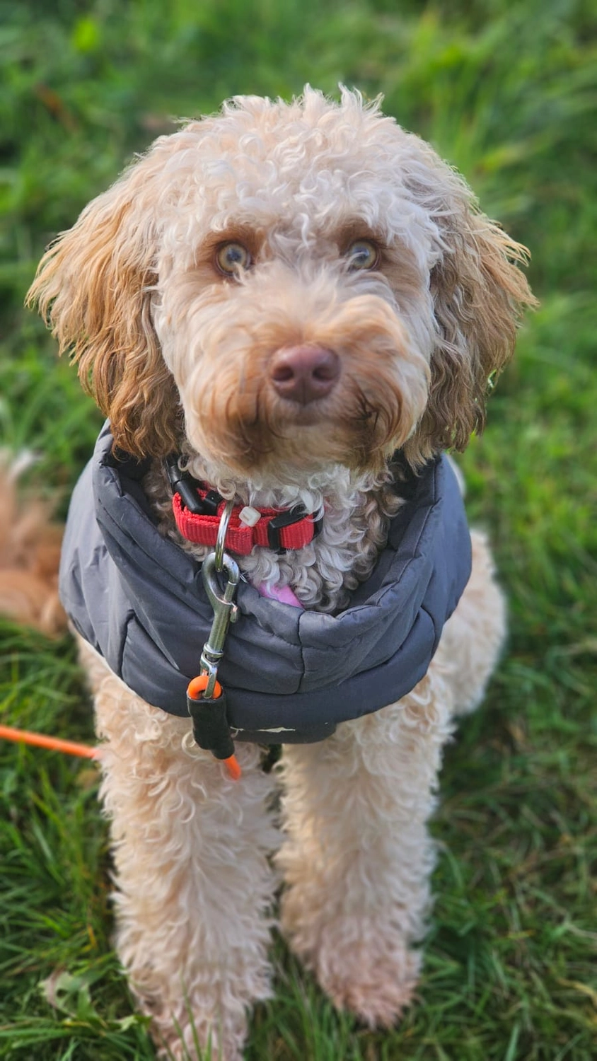 Hunde - Selinas Rudelharmonie