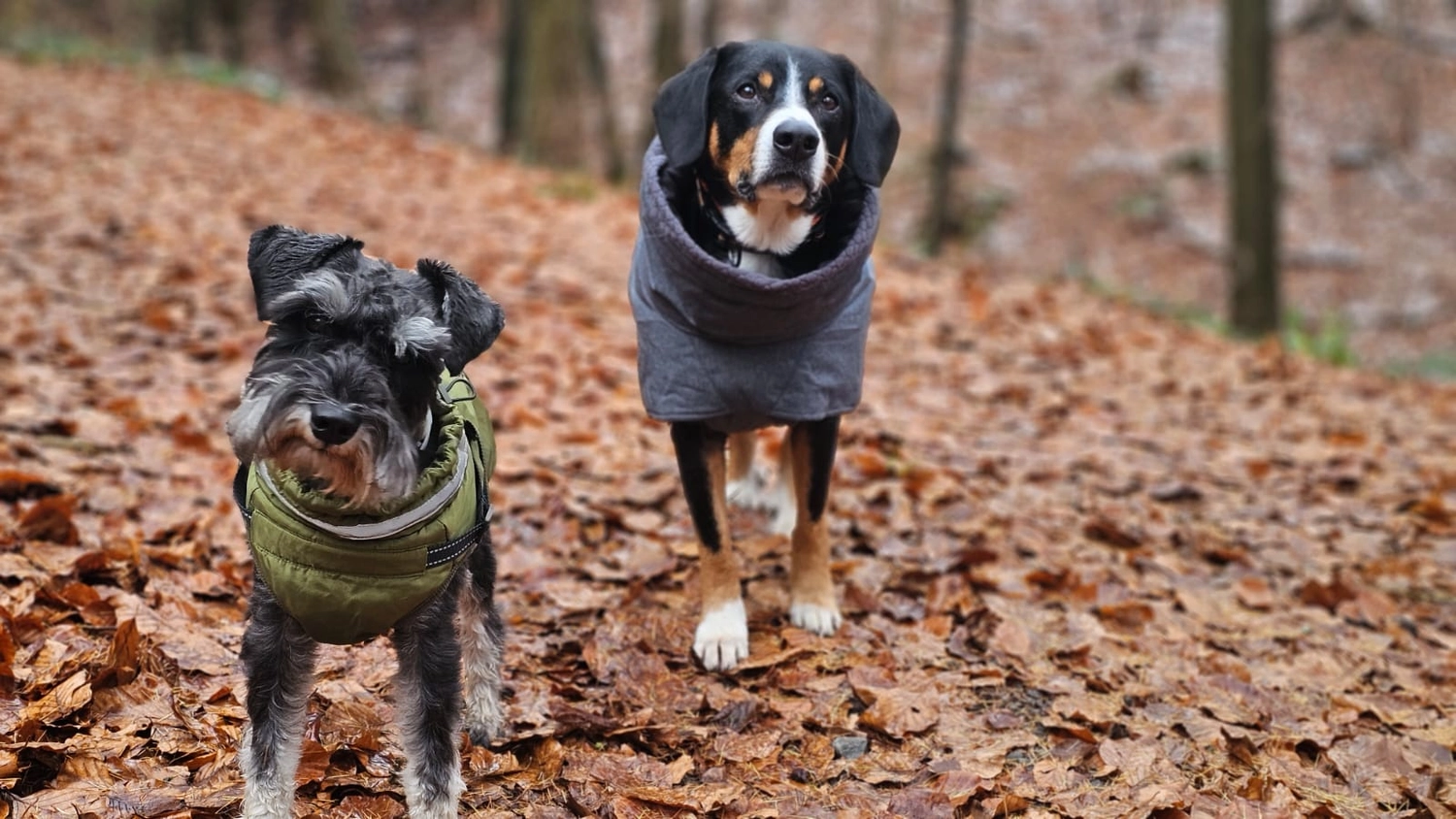 Hunde - Selinas Rudelharmonie