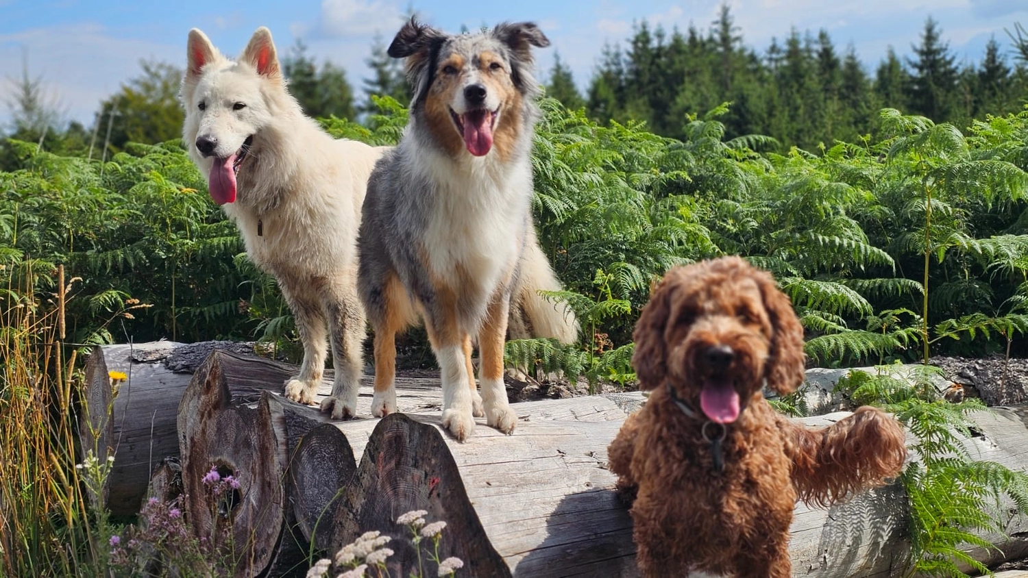 Hunde - Selinas Rudelharmonie